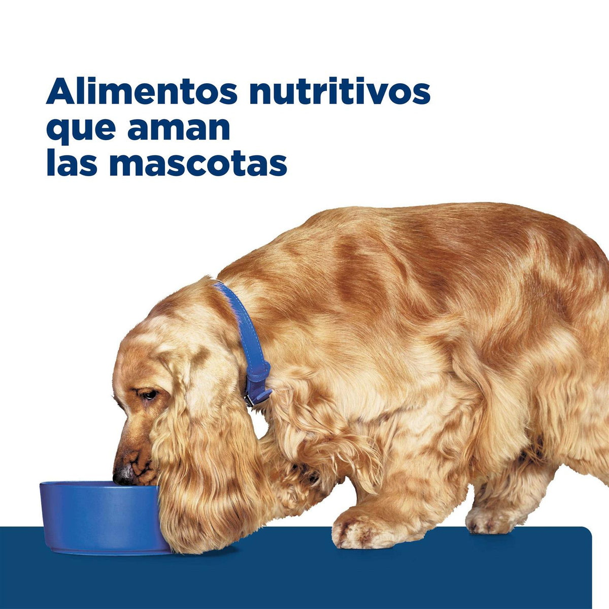 Dog Nutrition F360