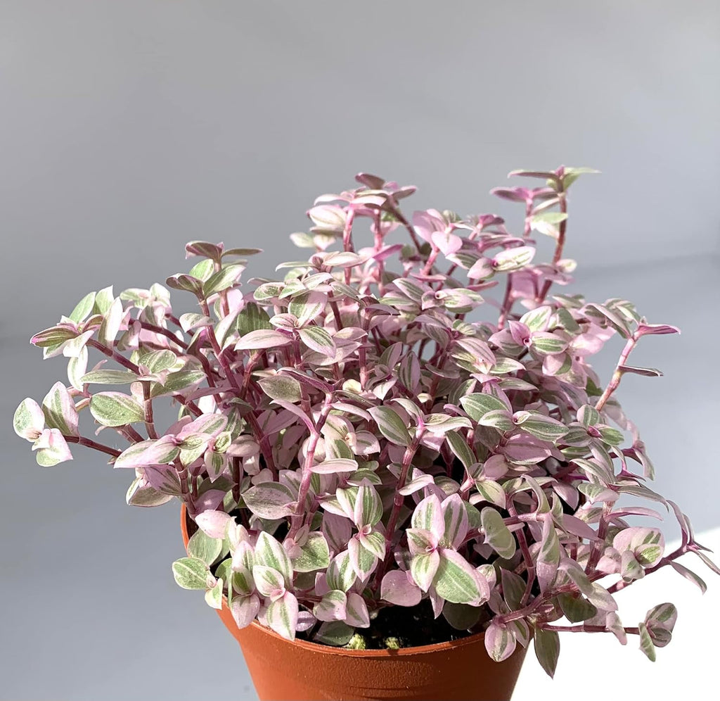 Pink Panther Houseplants Live Potted W9200
