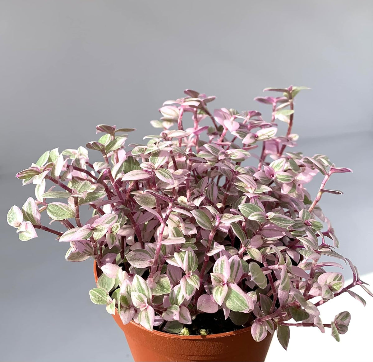 Pink Panther Houseplants Live Potted W9200