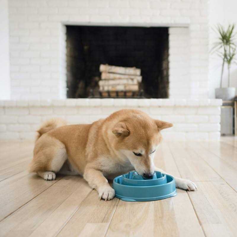 Slow Dog Bowl H858168