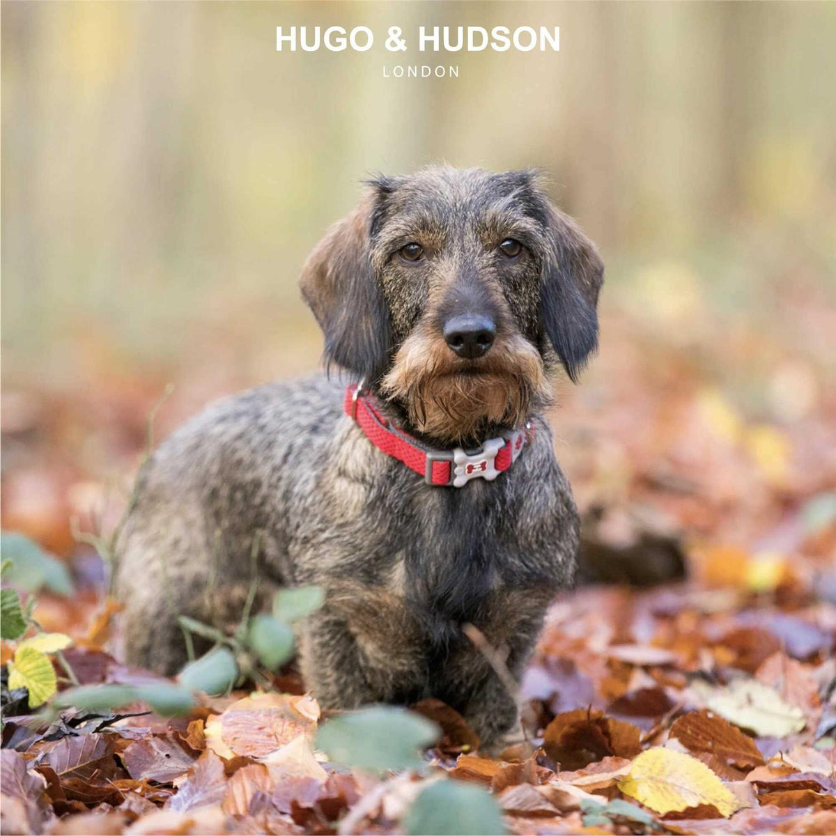 Mesh Dog Collar O924