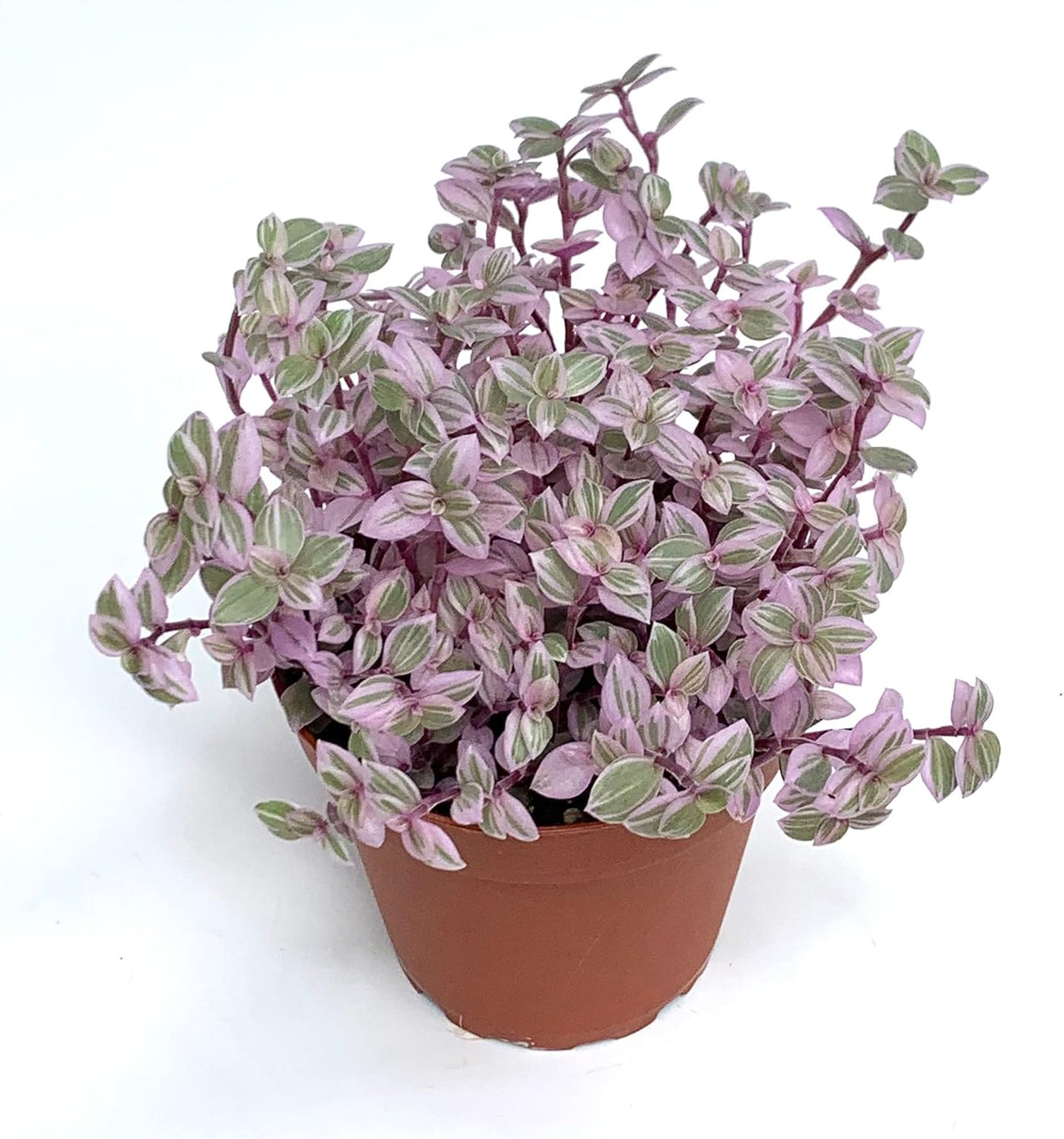 Pink Panther Houseplants Live Potted W9200