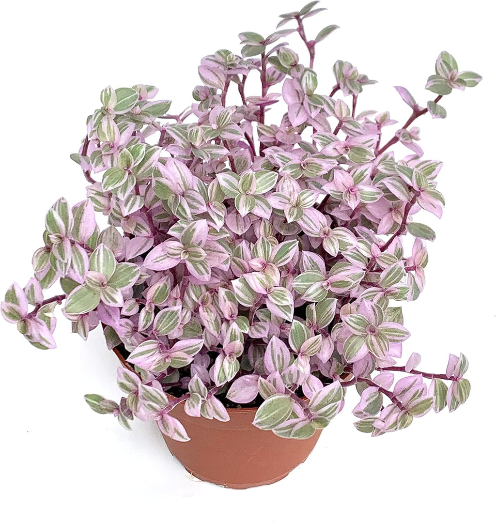 Pink Panther Houseplants Live Potted W9200