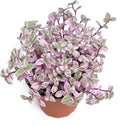 Pink Panther Houseplants Live Potted W9200