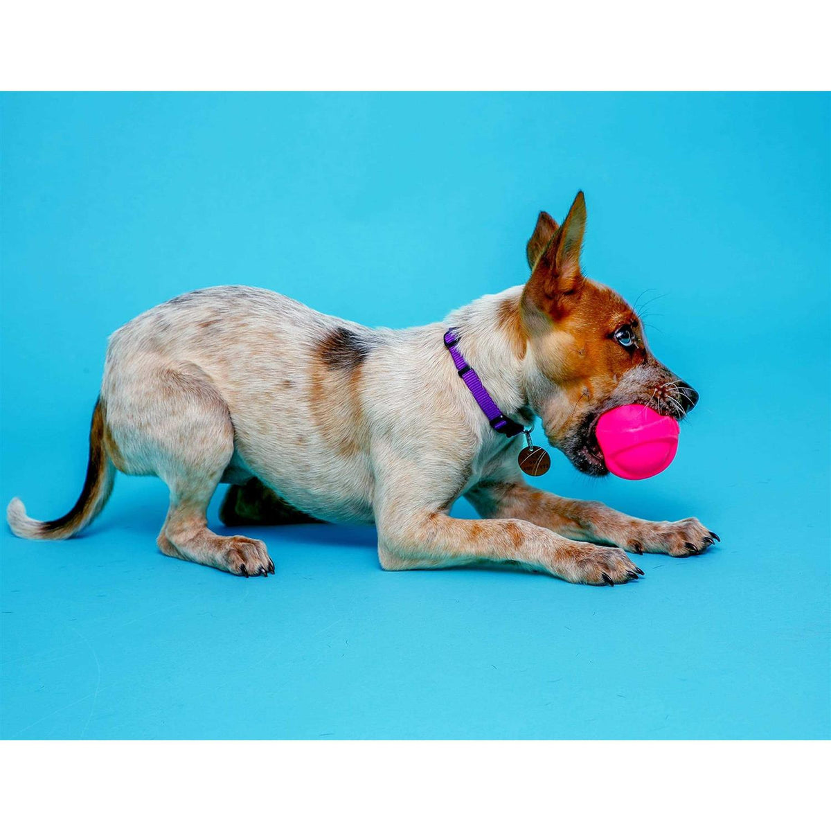 Squeaky Latex Dog Toy G1581
