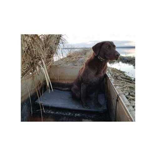 Kennel Cot H348