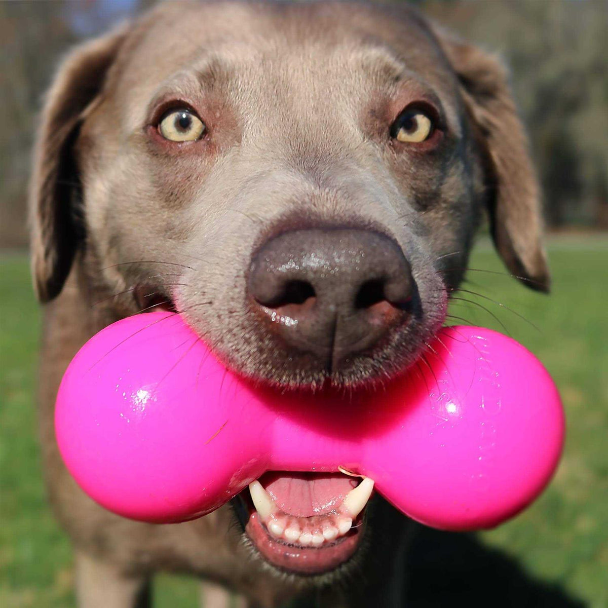 Dog Toy S947