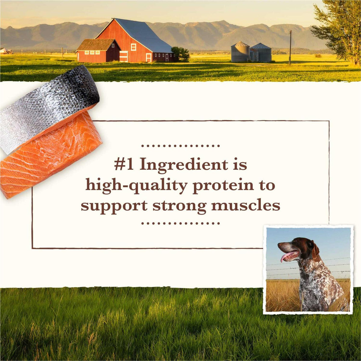 Grain Free Dry Dog Food Salmon & Whitefish Recipe U8943